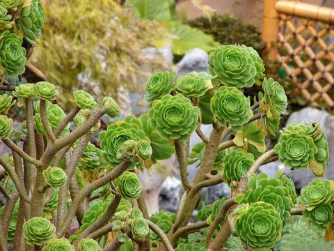 10 Aeonium Succulent Cuttings | 3”+ Large Rosettes | Live Unrooted Plants | Rare Varieties | Easy to Propagate
