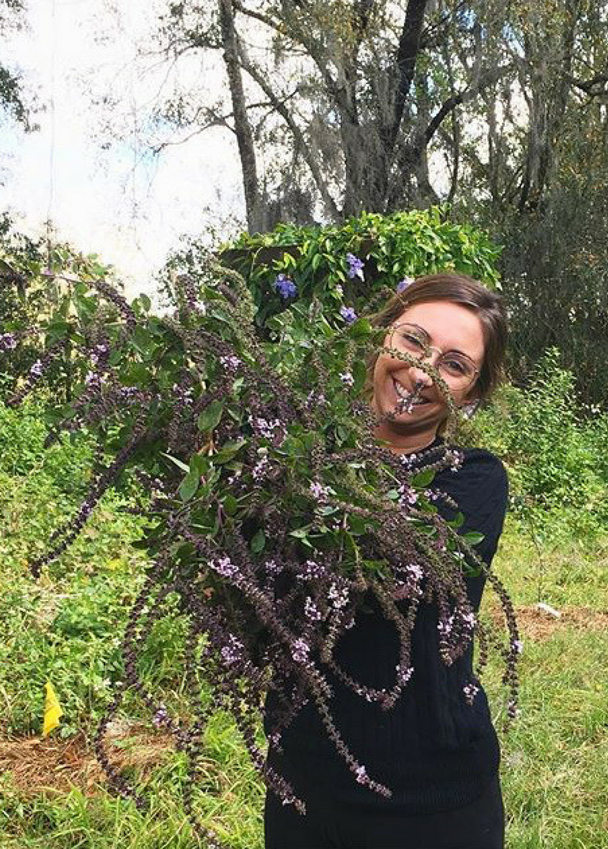 African Blue Basil (Ocimum Kilimandscharicum × Basilicum 'Dark Opal')