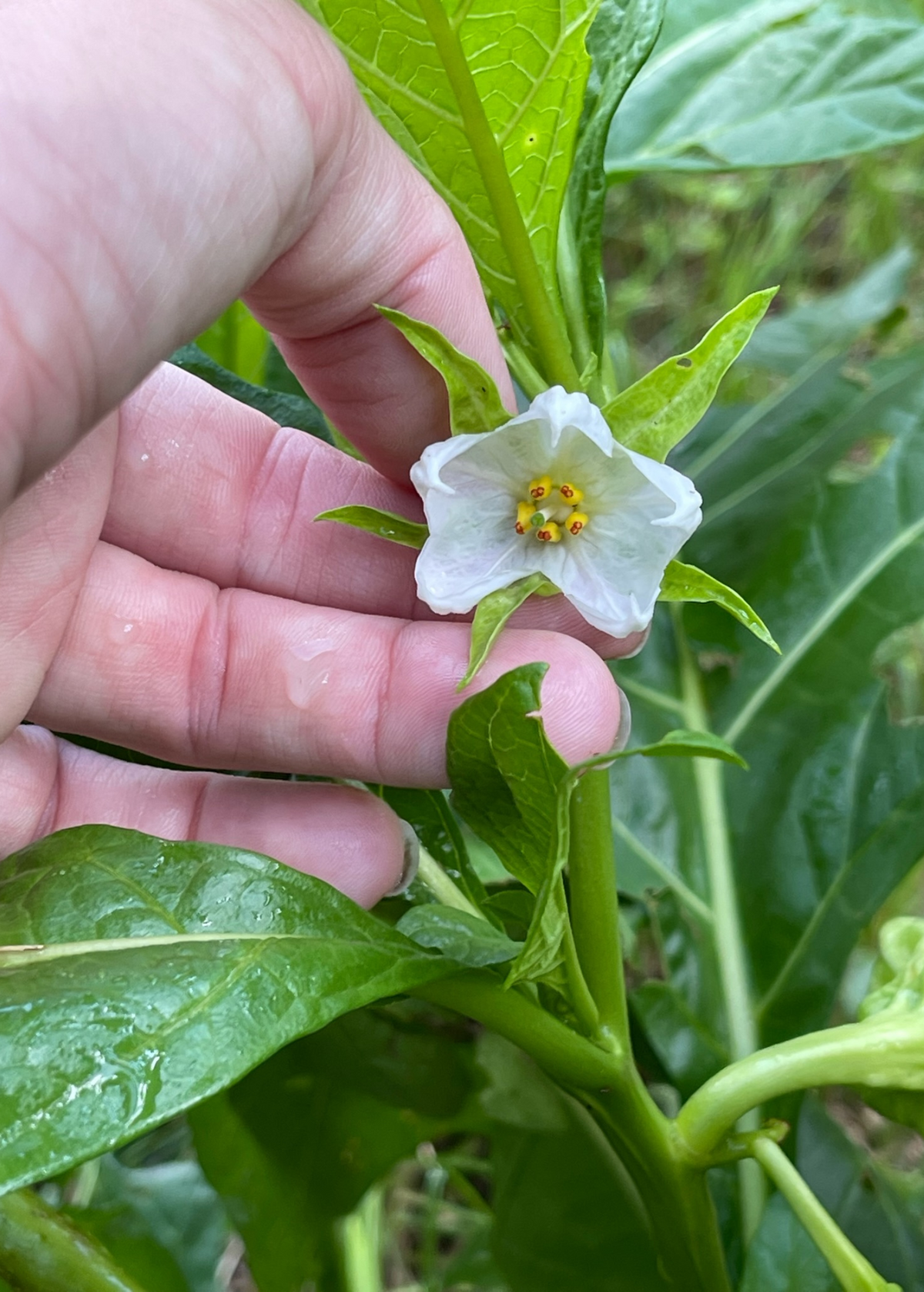 African Eggplant, Nya Nya Chungu (Solanum aethiopicum)