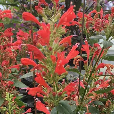 Agastache Kudos Red Live Plant 3-6” Bareroot Perennial Hummingbird Mint for Pollinators, Zones 5-10