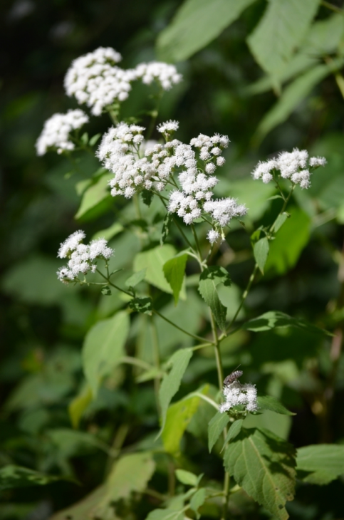 Ageratina Altissima Seeds 500 - White Snakeroot - Native Pollinator Friendly Wildflower - Woodland Plant