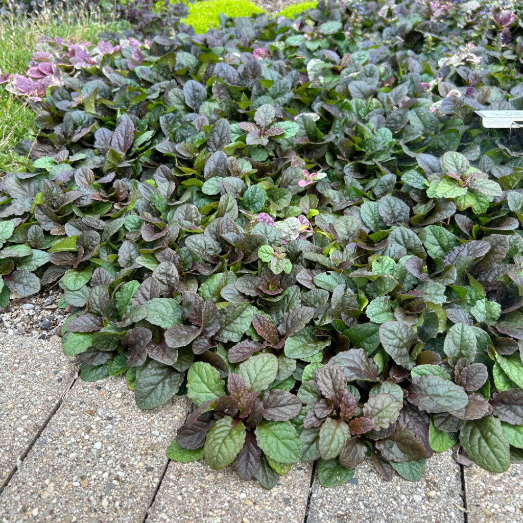 Live Burgundy Glow Bugleweed Plant - 1 Pint Pot - Variegated Groundcover for Shade - Ajuga reptans - Perennial for Pollinators