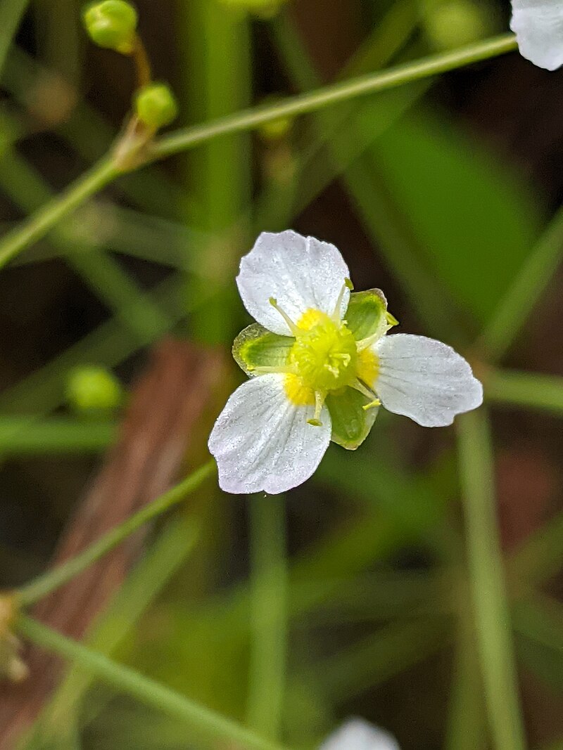 300 Alisma triviale Seeds | Large-Flowered Water Plantain | Native Wetland Perennial | Pollinator Friendly