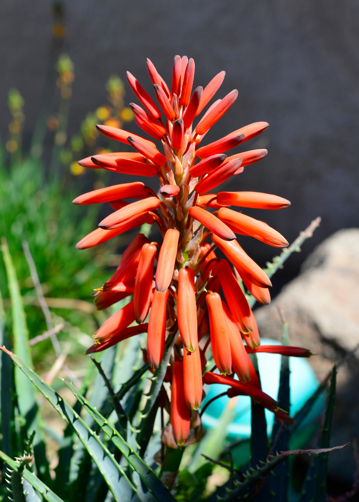 Aloe (Aloe vera)