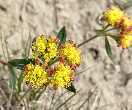 Eriogonum flavum Seeds – Golden Wild Buckwheat Wildflower, 50 Non-GMO Perennial Seeds, Native Pollinator Garden Plant