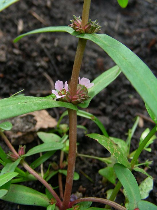 1000 Ammannia coccinea Seeds | Scarlet Toothcup | Native Wetland Perennial | Pollinator-Friendly Plant