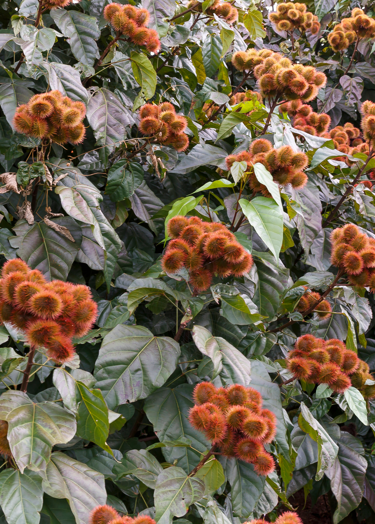 Annatto Achiote (Bixa orellana)