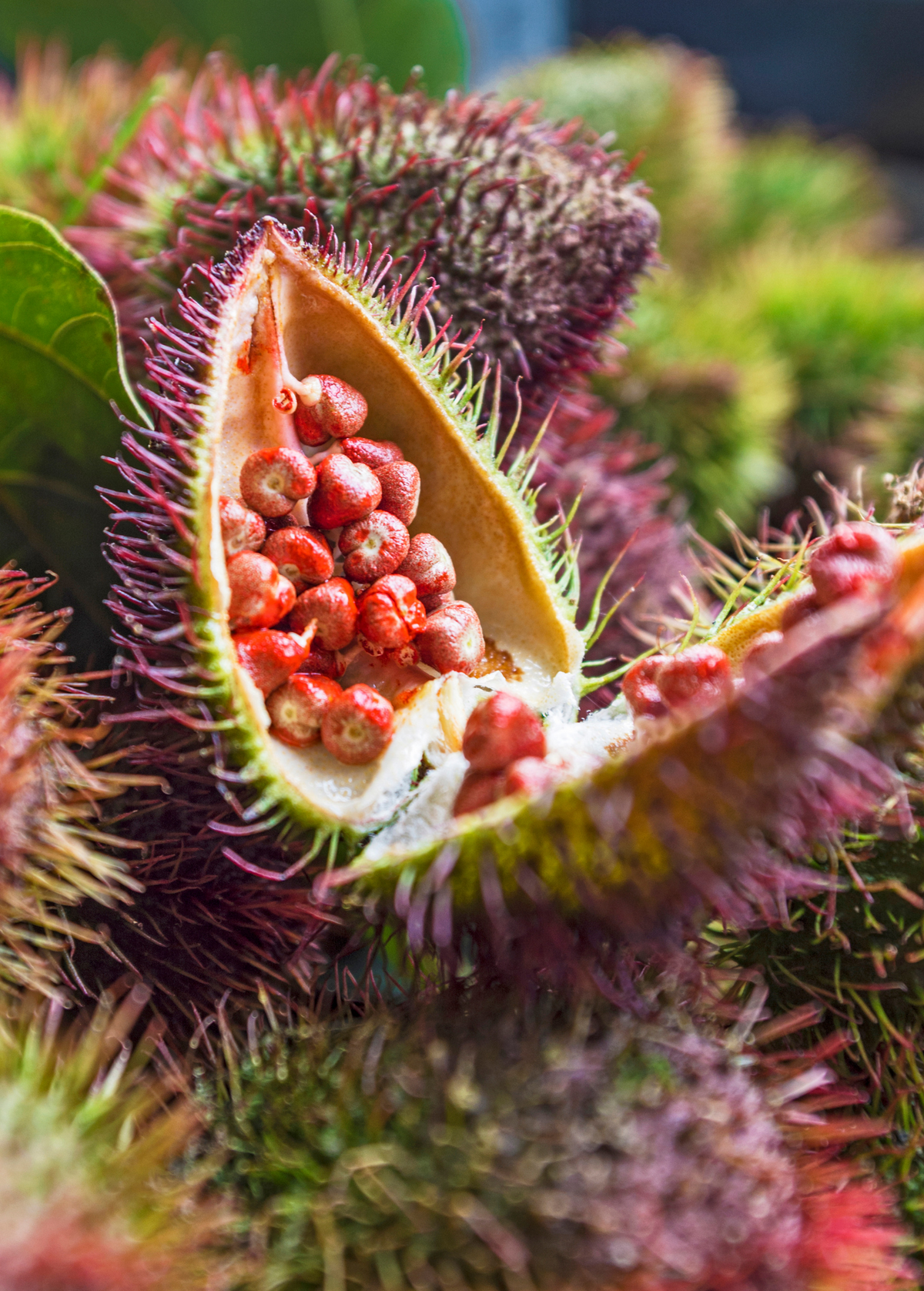 Annatto Achiote (Bixa orellana)