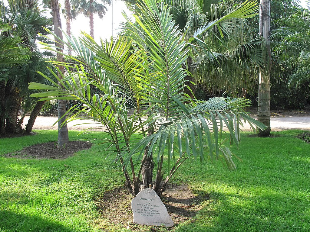 Dwarf Sugar Palm Seedlings - Set of 2 Bare Root Arenga engleri - Fragrant Clumping Hardy Palm for Tropical Landscapes