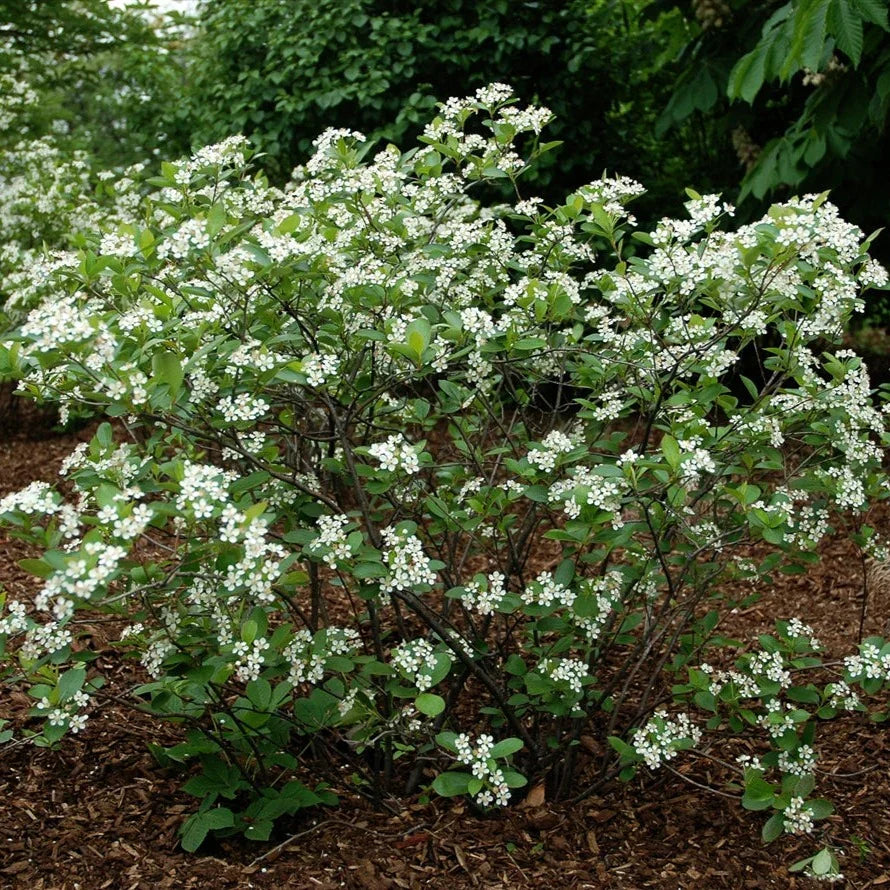 12 Unrooted Aronia Black Chokeberry Cuttings | Aronia melanocarpa | Edible Berries, Native Shrub, Easy to Propagate