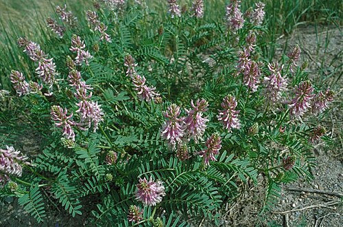 Astragalus bisulcatus Seeds - Twogroove Milkvetch, 15 Non-GMO Perennial Seeds for Pollinator Gardens and Native Plantings