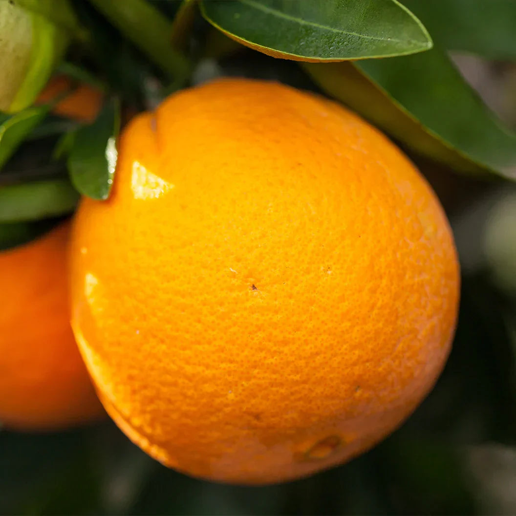 Navel Orange Cuttings 6-8 Inch Unrooted Organic Citrus Scion Wood (Citrus sinensis) for Rooting or Grafting