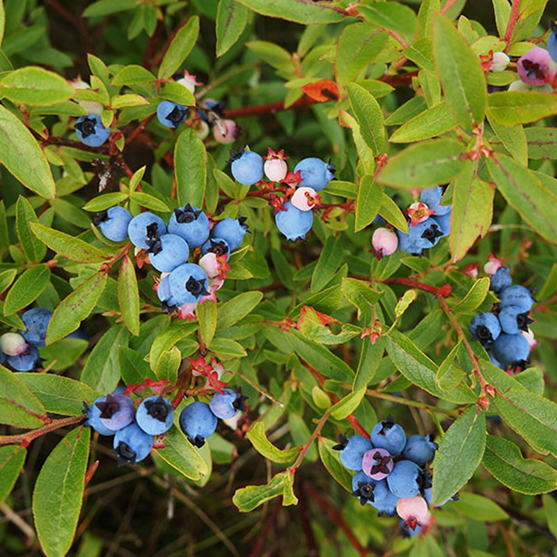 5 Live Blueberry Plants – Non-GMO Rooted Cuttings for High Yield Edible Berries – Vaccinium corymbosum