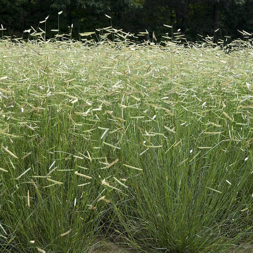 Blue Grama Grass Seeds – Drought-Tolerant Native Prairie Grass (100 Seeds) – Bouteloua gracilis – Low Maintenance, Wildlife Friendly