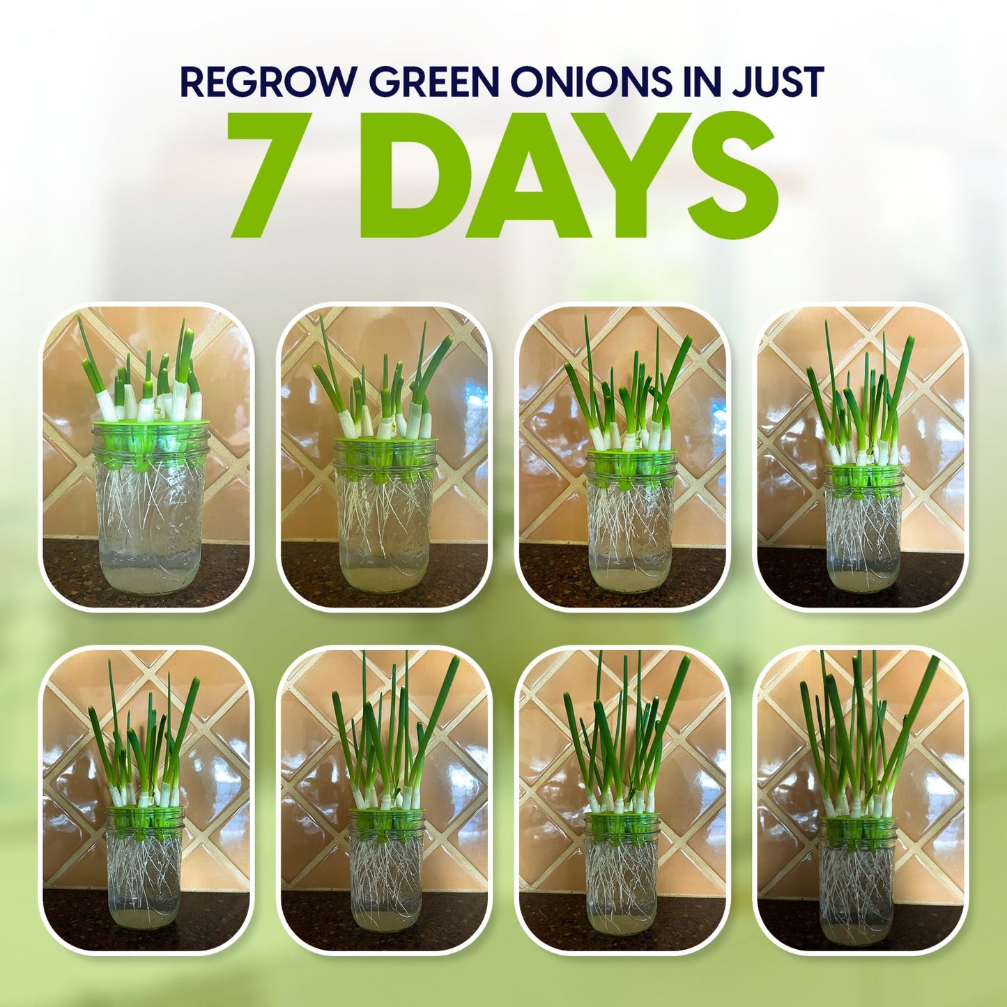 Easiest Green Onion Regrower. Includes Ergonically Designed Lid & Instructions for Beginners.