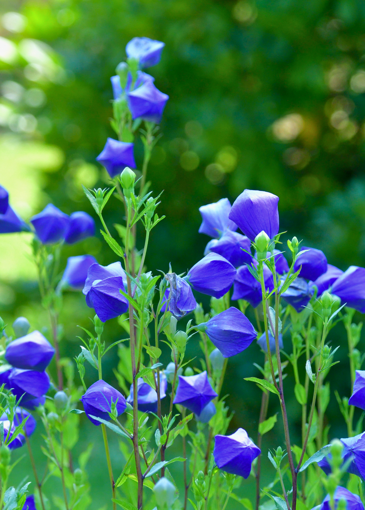 Balloon Flower (Platycodon grandiflorus)