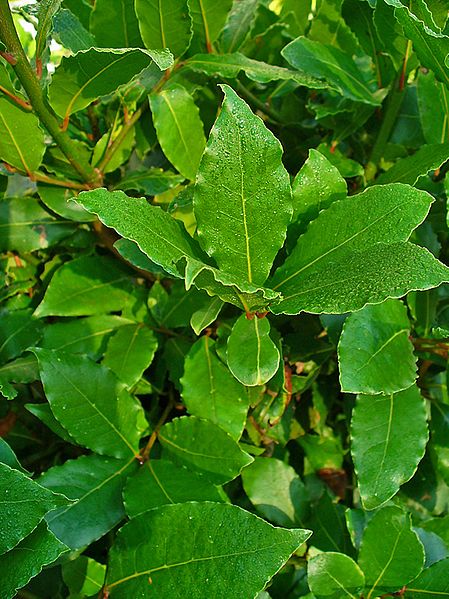 Live Bay Laurel Herb Plant - 2.5" Pot - Culinary Evergreen - Laurus nobilis - Ideal for Gardens, Pots, and Kitchen Use