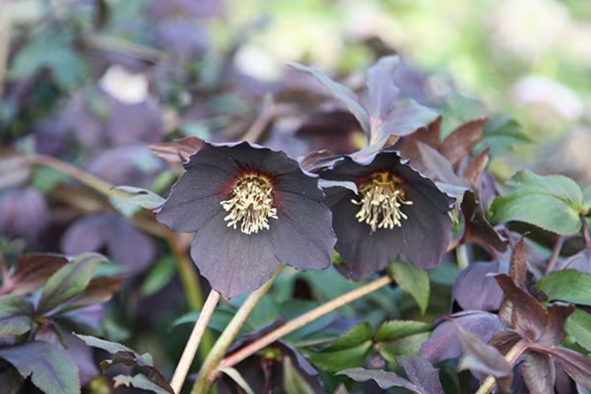Hellebore Plant - Established Gallon Size 'Black Tie' Lenten Rose - Helleborus x hybridus - Winter Spring Blooms, Shade Perennial