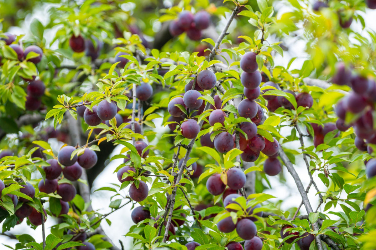 Santa Rosa Plum Tree - 1 Bareroot Plant - Prunus salicina - Sweet Juicy Red-Purple Plums for Home Orchard Gardening