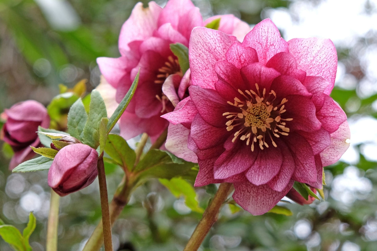 Hellebore ‘Maid of Honor’ Plant - Gallon Size, Double Pink Blooms, Helleborus x hybridus, Lenten Rose Perennial, Low-Maintenance