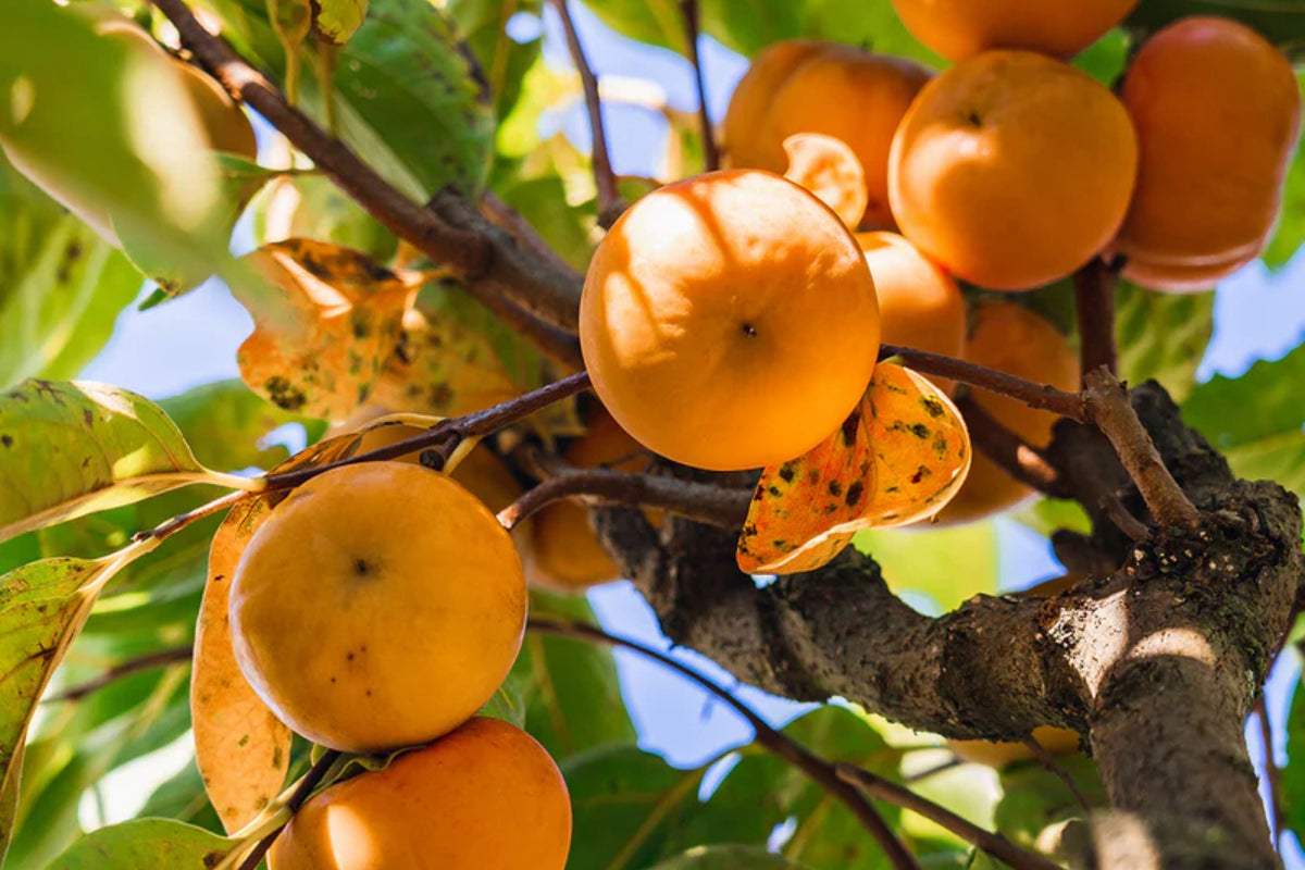 Fuyu Persimmon Tree - 1 Live Bareroot Tree - Diospyros kaki - Non-Astringent Sweet Fruit for Home Orchard