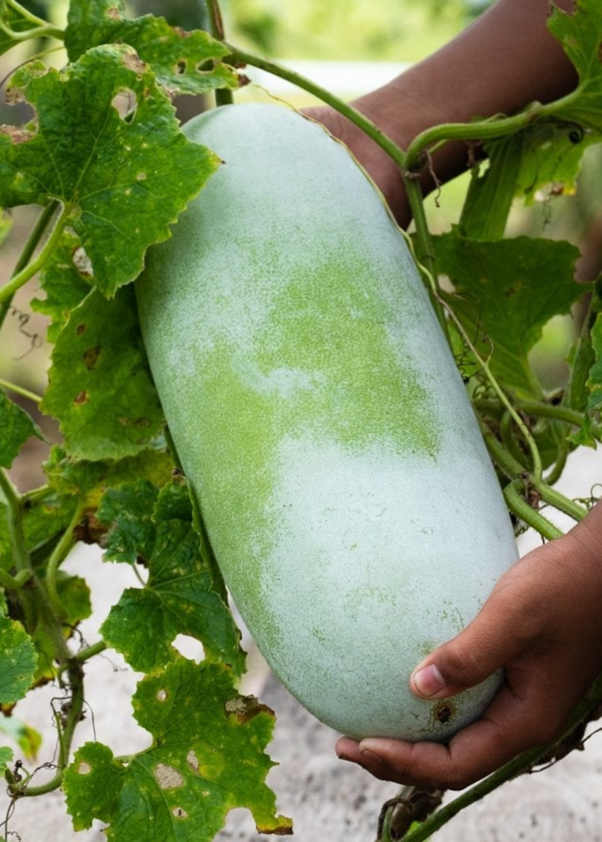 Winter Melon (Benincasa Hispida)