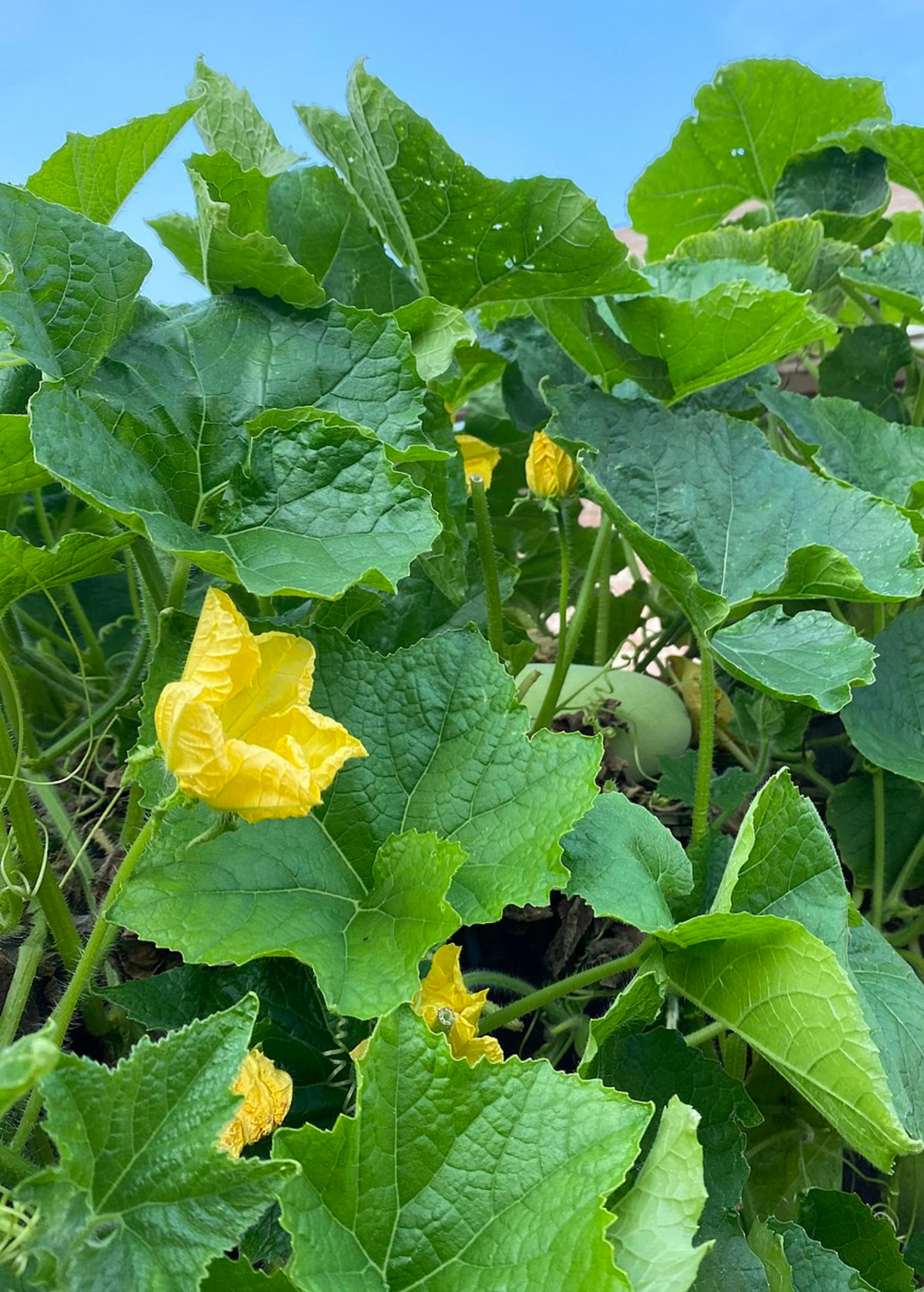 Winter Melon (Benincasa Hispida)