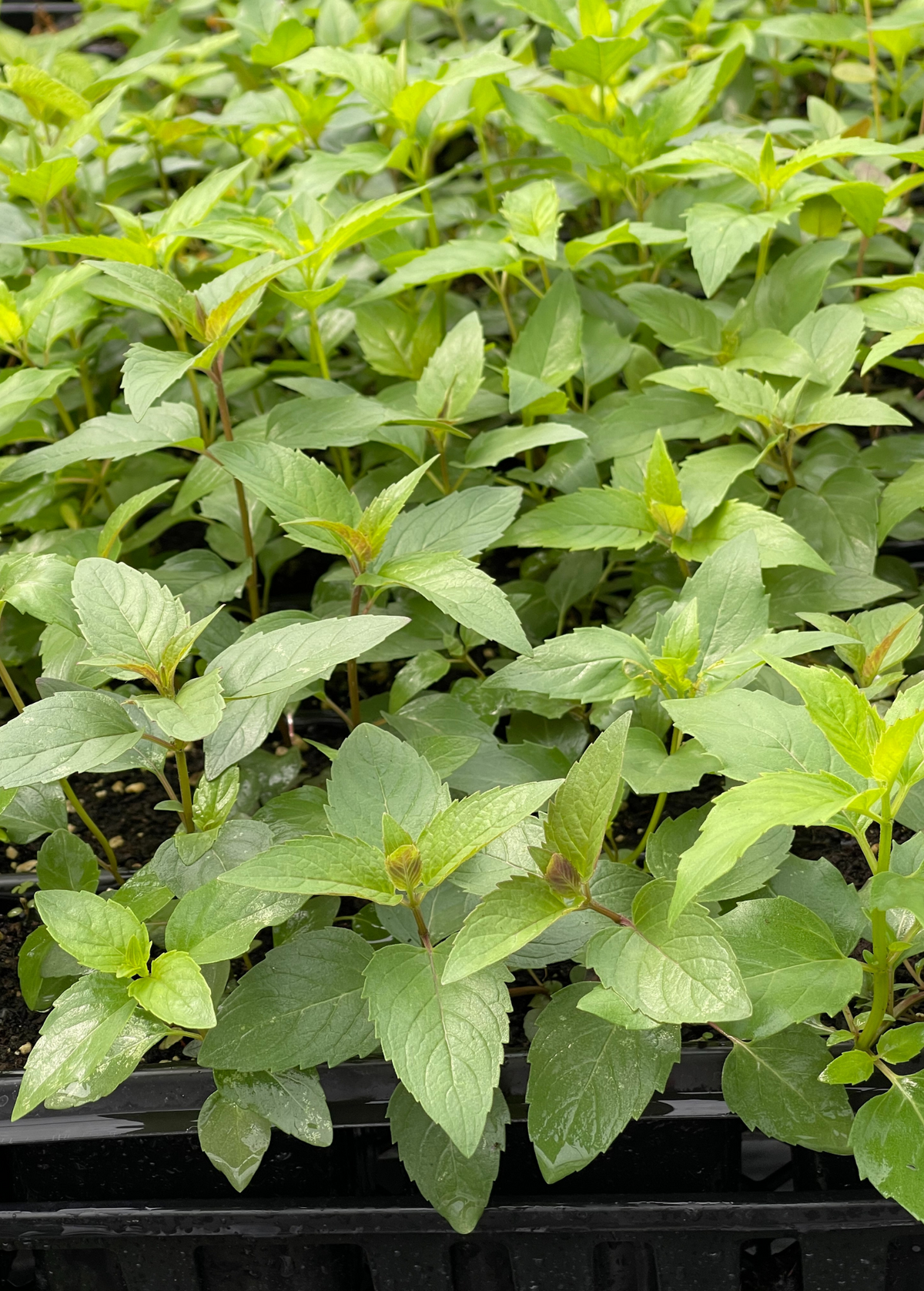 Bergamot, 'Sweet Leaf' (Monarda fistulosa)