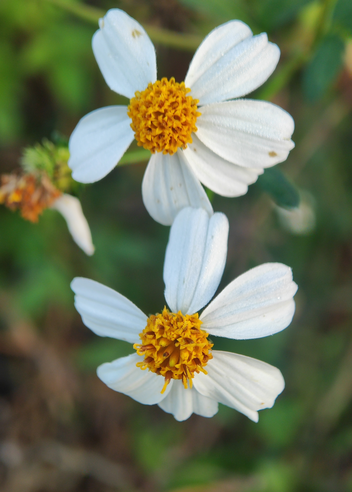 Spanish Needle (Bidens Alba)