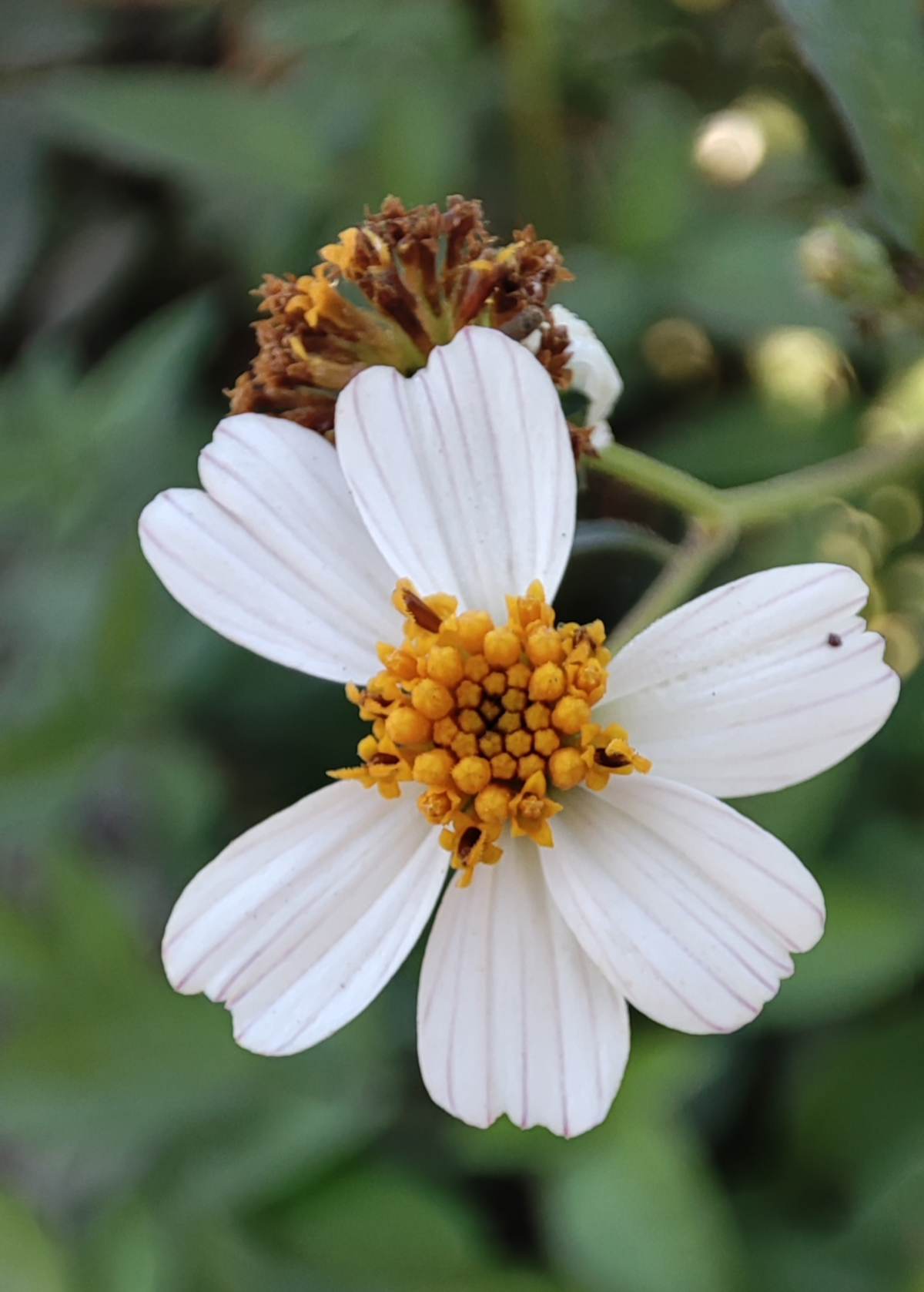 Spanish Needle (Bidens Alba)