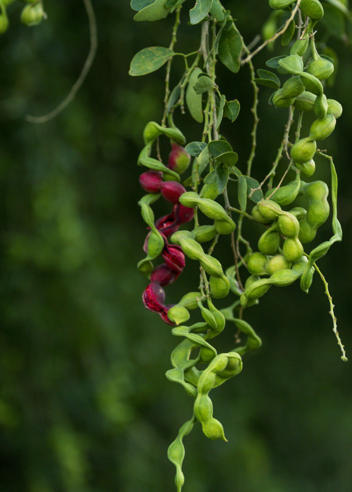 Black Bead (Pithecellobium keyense)