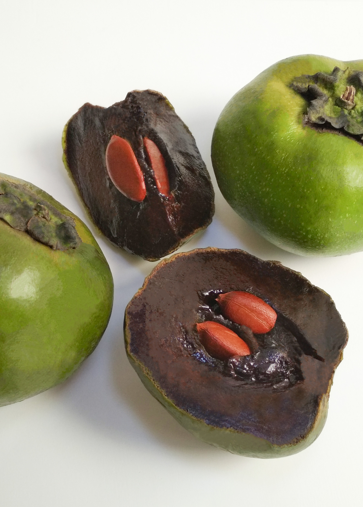 Black Sapote, Seedling (Diospyros nigra)