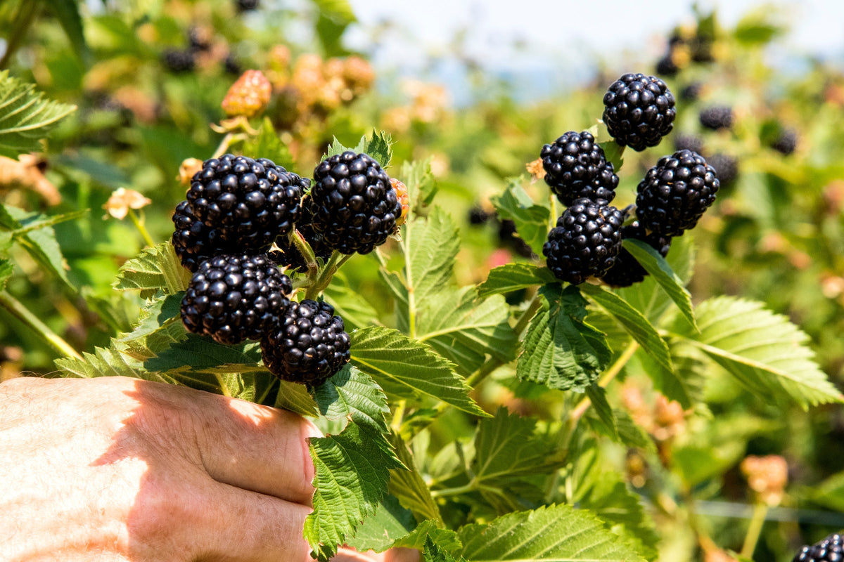 Ponca Thornless Blackberry Plants - 2 Bare Root Bushes (Rubus Hybrid) - Sweet Early Berries for Home Garden or Orchard