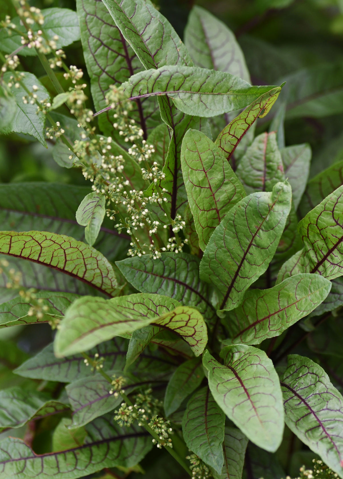 Bloody Dock (Rumex sanguineus)