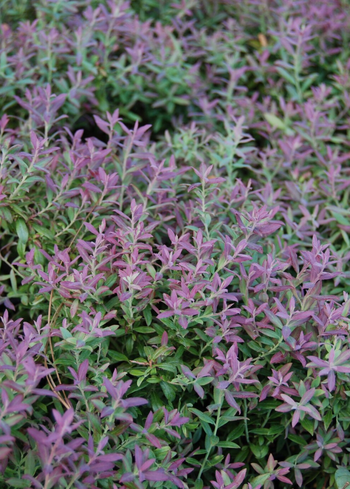 Blueberry 'Native Florida' (Vaccinium darrowii)
