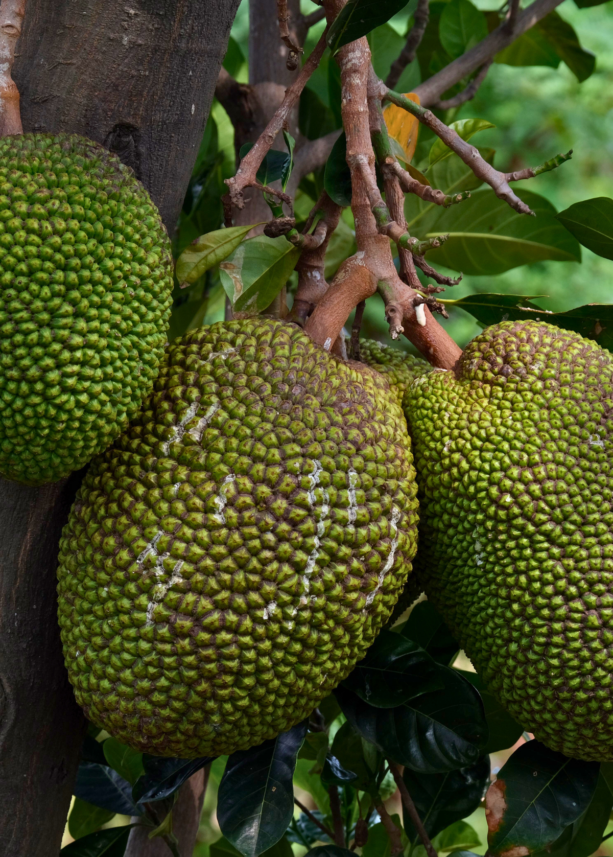 Jackfruit 'Borneo'  (Artocarpus heterophyllus)