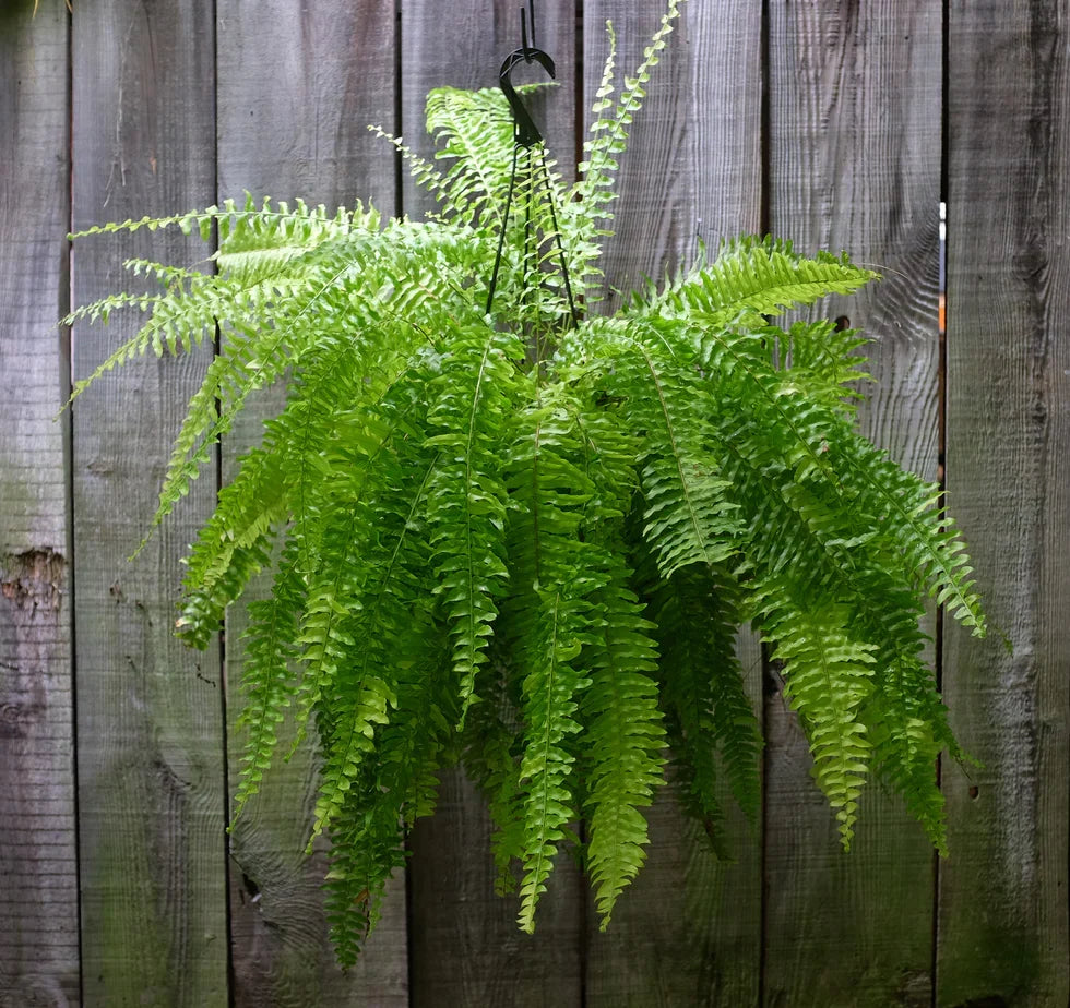 4 Boston Fern Live Plants - 8" Indoor/Outdoor Air-Purifying Ferns - Nephrolepis exaltata by Costa Farms