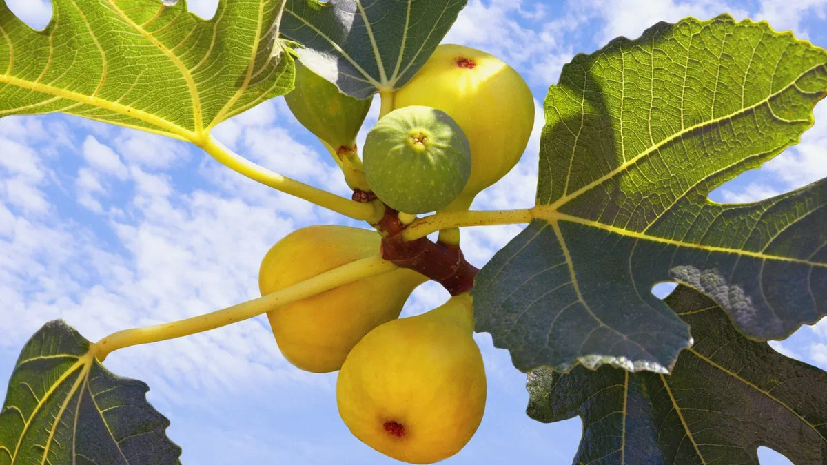 Yellow Long Neck Fig Tree | Bare Root Live Plant | Ficus carica | Sweet Honey-Flavored Yellow Figs for Garden or Container