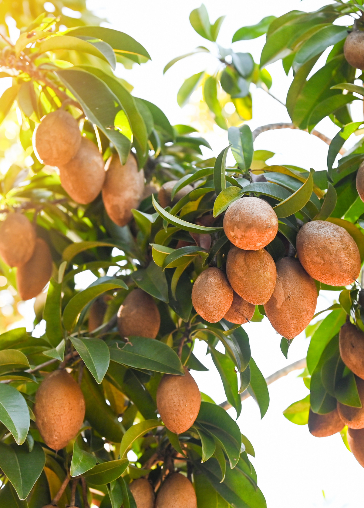 Sapodilla, Seedling (Manilkara zapota)