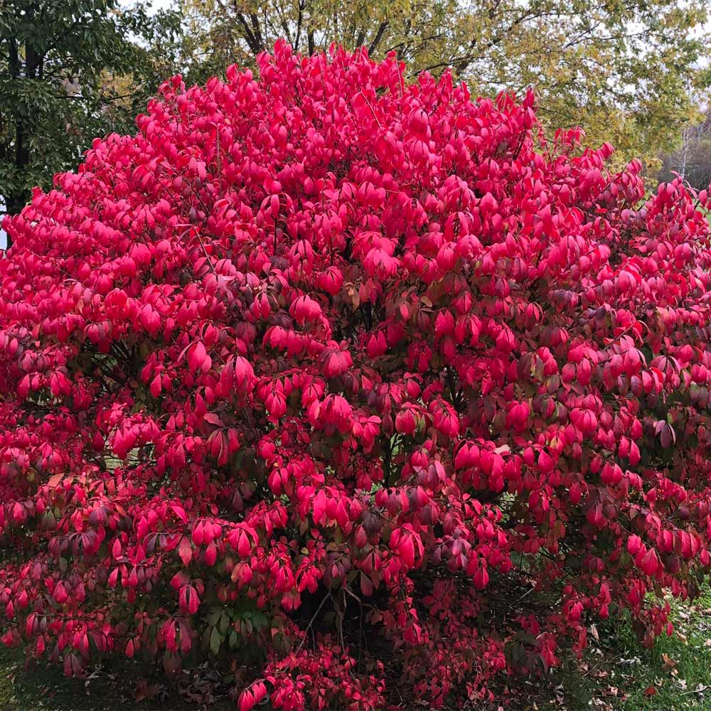 10 Burning Bush Cuttings – Euonymus alatus Hardwood Unrooted, Brilliant Red Fall Color, Cold Hardy Ornamental Shrub