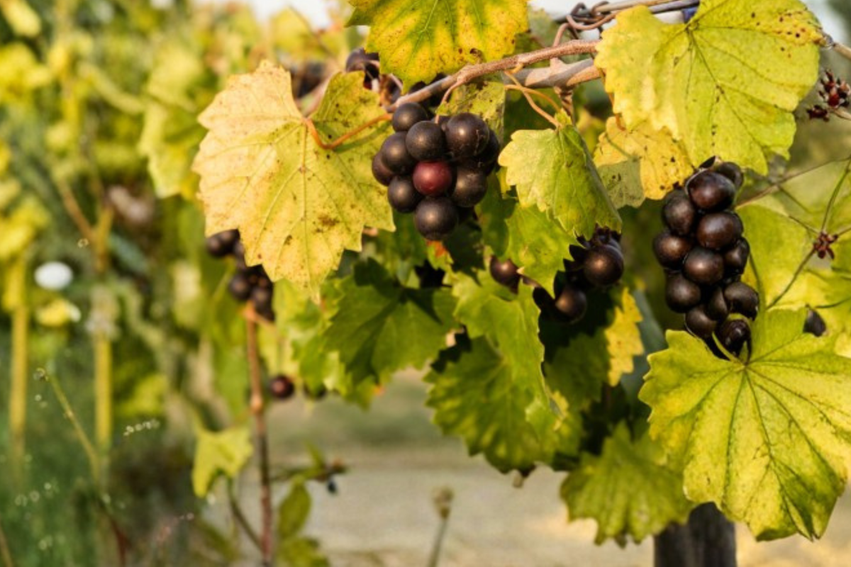 Siebel 9110 Grape Vine Plant 1 Gal Pot – Hybrid Grape for Vineyard & Garden, Hardy Fruit Vine for Home Growing