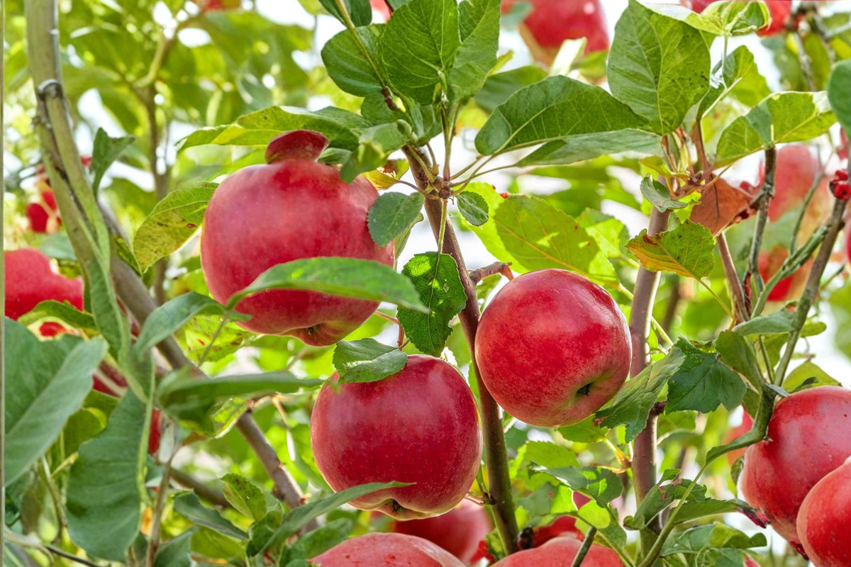 Gala Apple Tree 4-5 Ft Live Plant 5 Gallon – Fruit Tree, Malus domestica for Backyard Orchard Garden