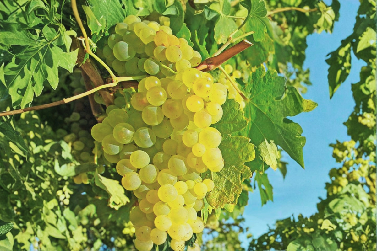 Niagara Grape Vine 3 Gal Live Plant – Sweet White Grape Fruit Vine for Garden Backyard Vineyard Outdoor Growing No Ship CA
