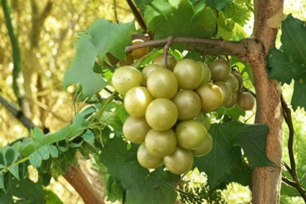 Bronze Early Fry Muscadine Grape Vine 1 Gallon Live Plant – Fruit Vine for Home Garden, Trellis Vineyard Plant Outdoor