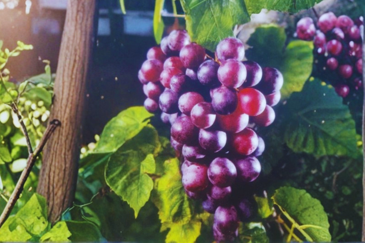 Isons Muscadine Grape Vine Live Plant 3 Gal Black Grape Vine for Garden Vineyard, Sweet Fruit Vine for Outdoor Growing