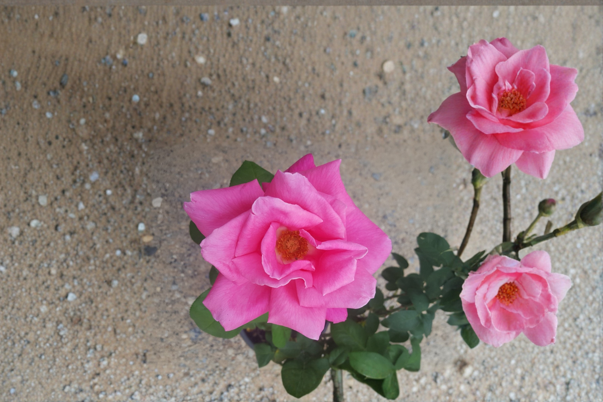 Perfume Delight Pink Hybrid Tea Rose Plant 3 Gal – Fragrant Rose Bush Live Plant for Garden Landscape Outdoor No Ship CA
