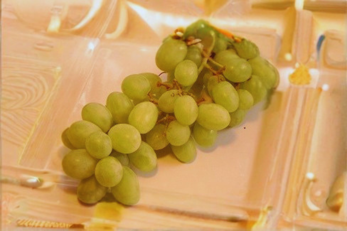 Siebel 9110 Grape Vine Live Plant 3 Gal Fruit Vine for Garden Vineyard, Hardy Grape Plant for Outdoor Growing