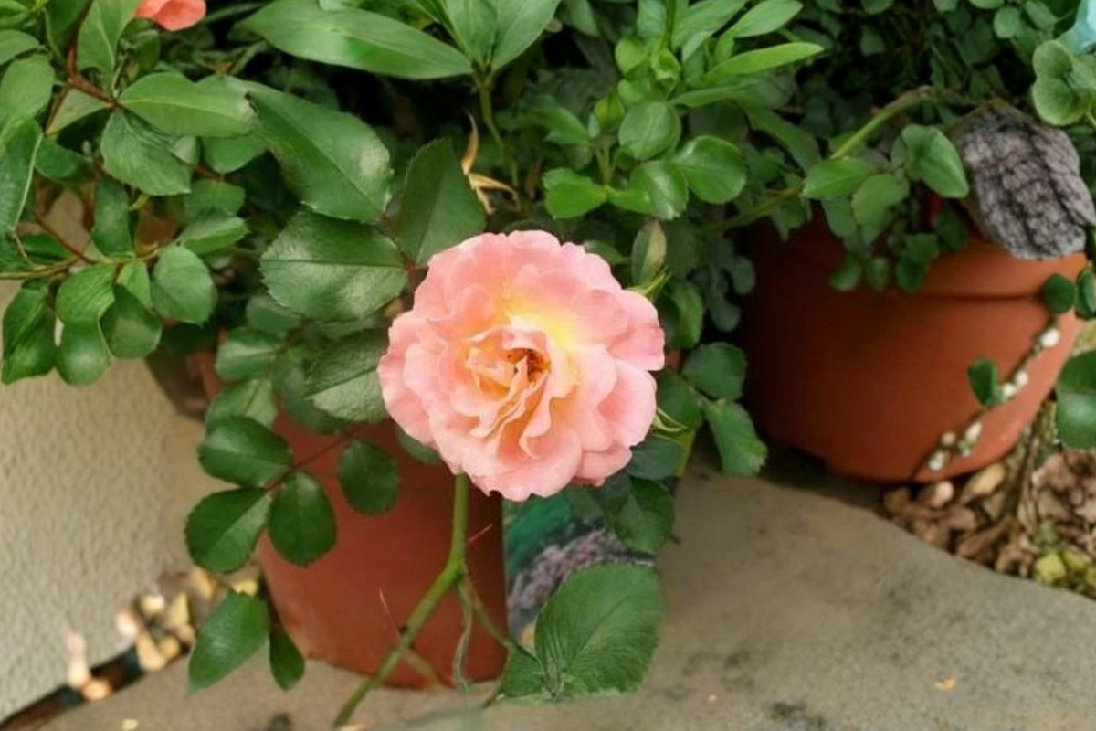 Peach Drift Groundcover Rose Plant 3 Gal – Peach Flower Low Growing Rose Shrub for Garden Border Landscape No Ship CA
