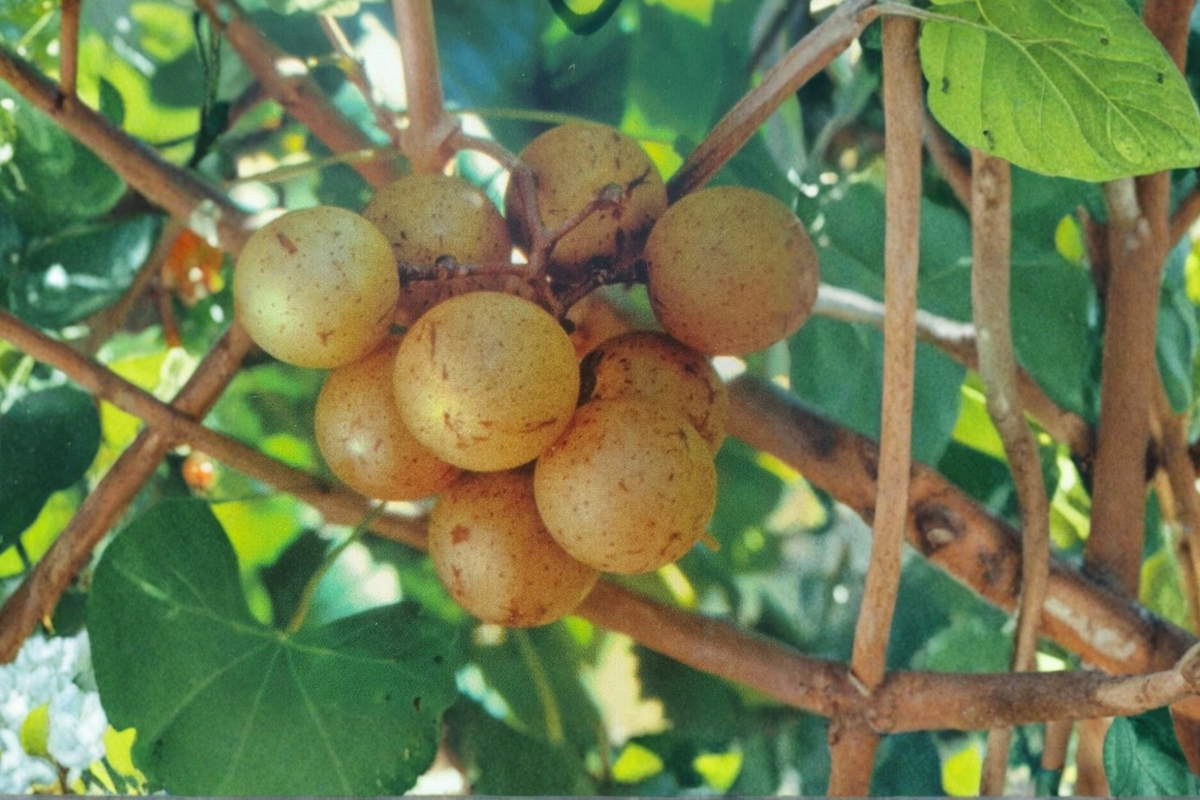Bronze Tara Muscadine Grape Vine Live Plant 2 Gallon, Bronze Grape Vine for Garden Vineyard, Climbing Fruit Vine