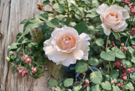 French Lace Rose Cuttings - 3 Live Unrooted Plant Cuttings for Propagation - Rosa ‘French Lace’ - Cream to Pale Peach Blooms